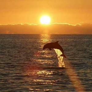 Meet your Posher, Ivan